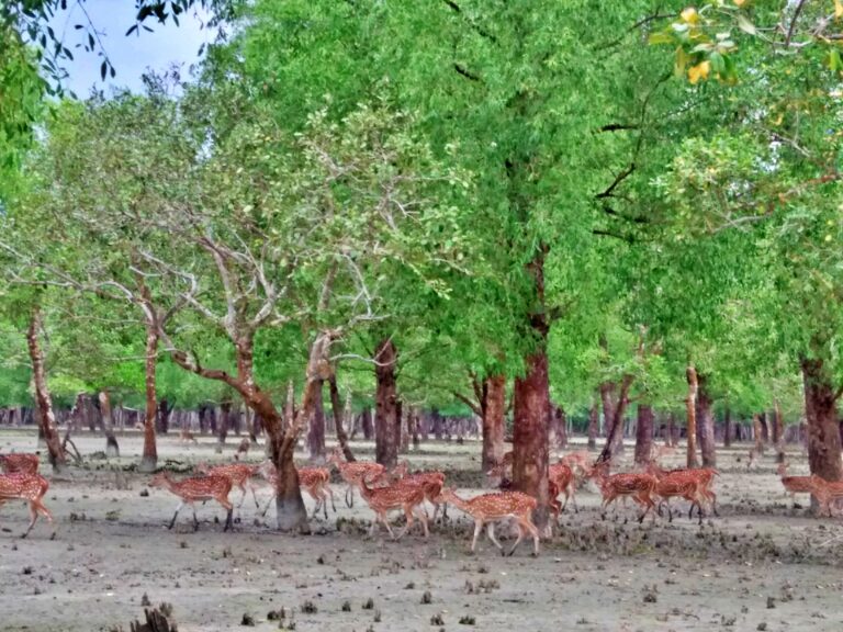 Deer inside the Sundarbans