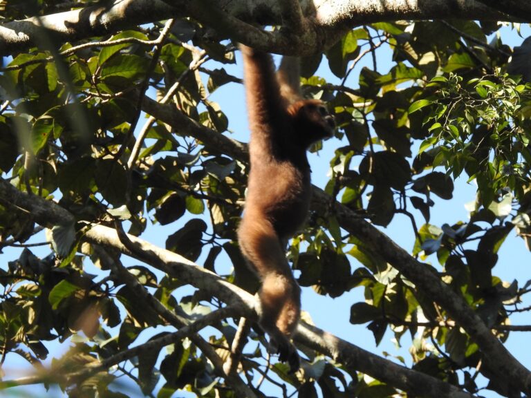 Gibbon 3