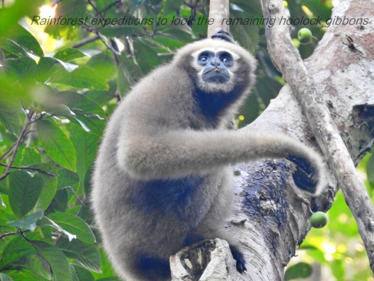 Gibbons