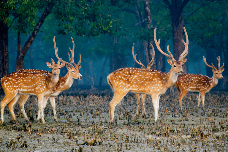 Khulna