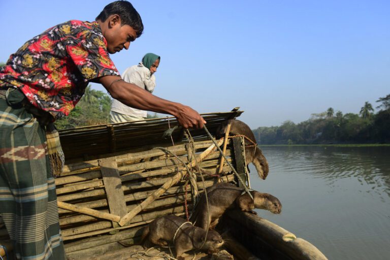 Otters-Fishing-5