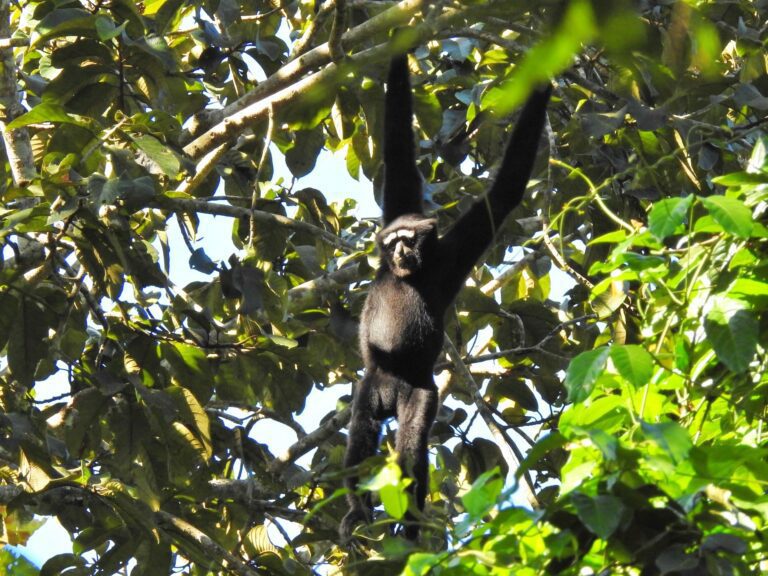 Rainforest male gibbons