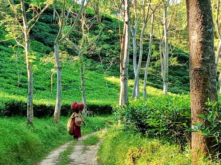 Srimangal tea garden view