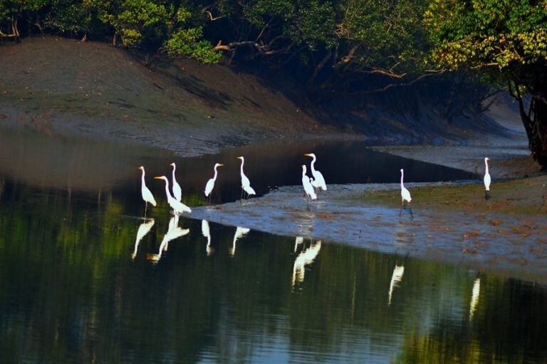 Sundarban-2