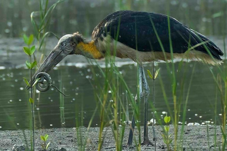 Sundarban-5
