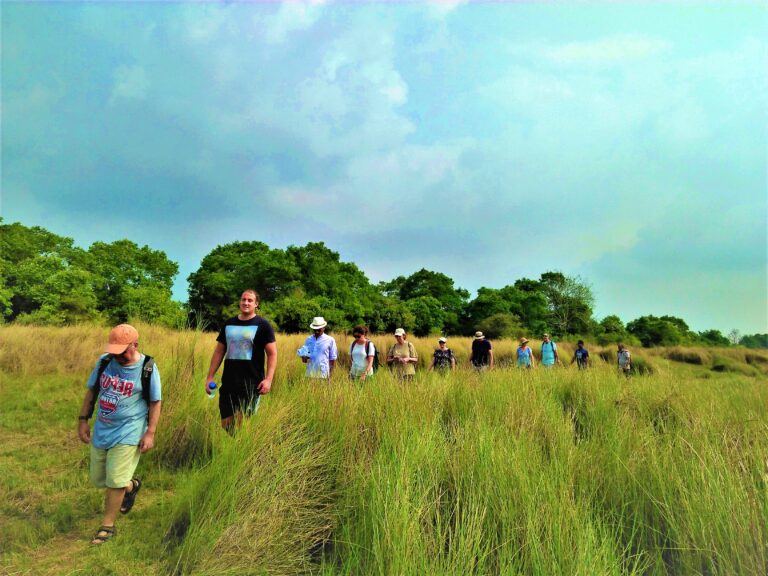 Sundarbans trails