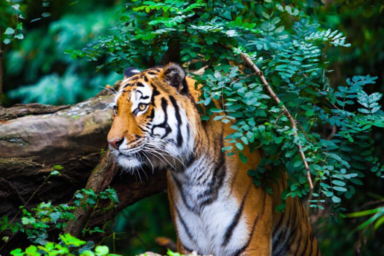 Wildlife-2