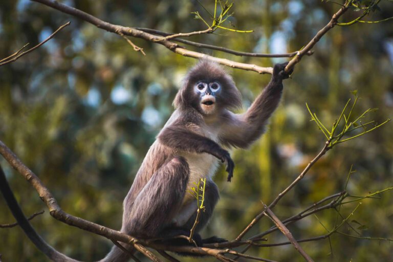 Wildlife-7