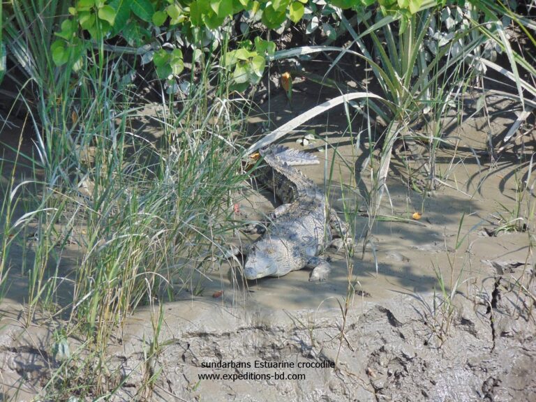 crocodile of the Sundarbans