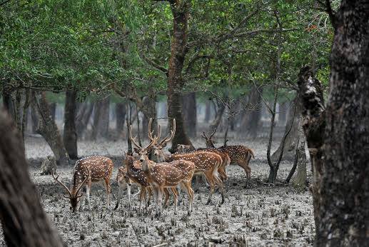 deer of the sundarbans