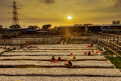 dried fish