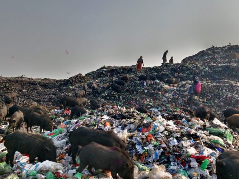 food source in garbage