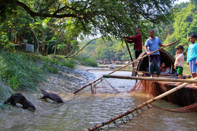 otter fishing in Narail