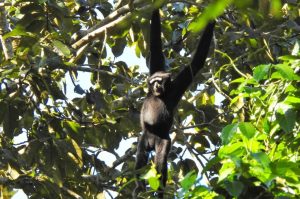 tour view rainforest