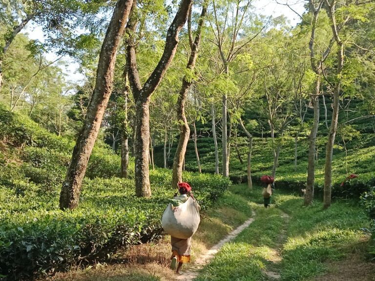 srimangal tea estate