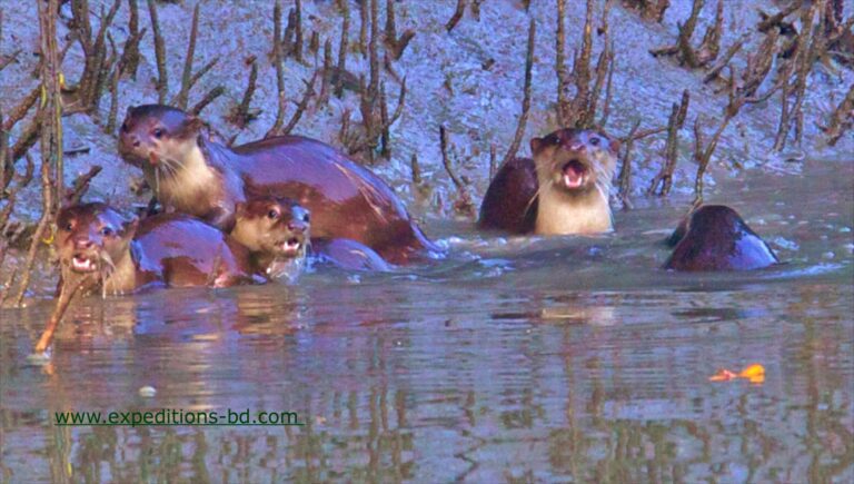 Oriental small clawed otter
