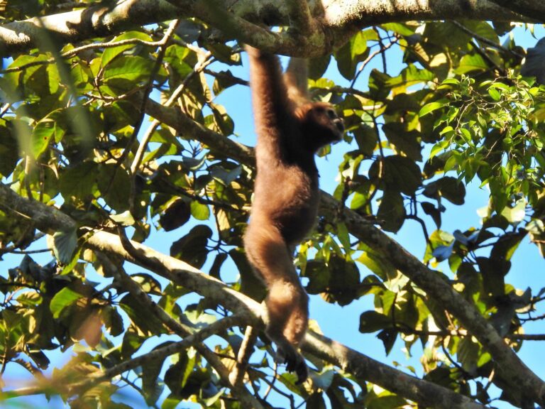 Rainforest Gibbons