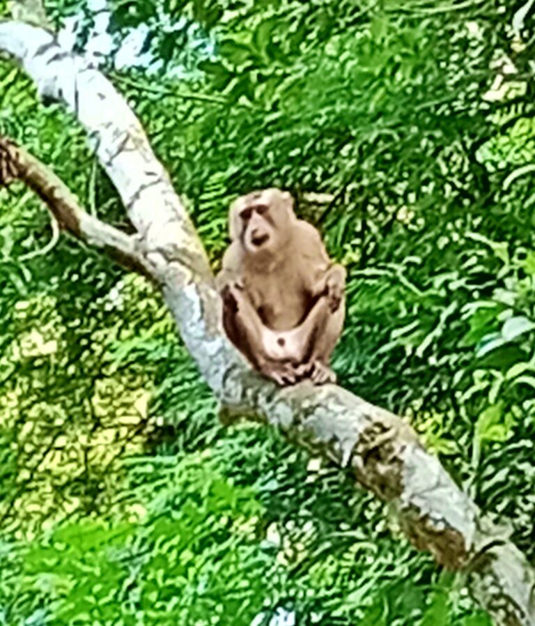 Srimangal primate