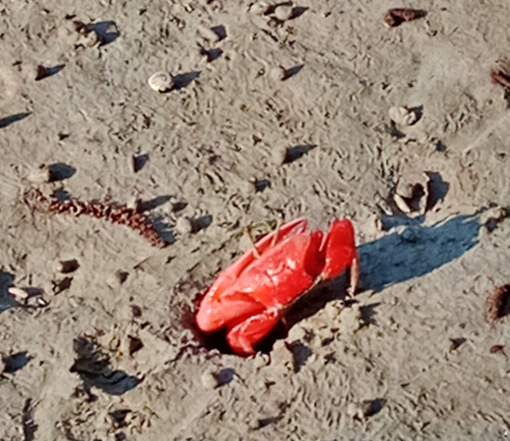 red crab making holl