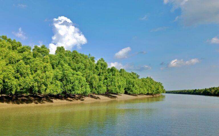 sundarbans forest