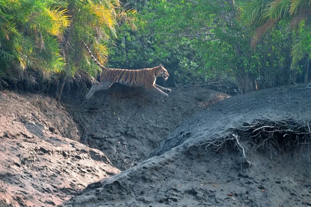 Bengal-Tiger