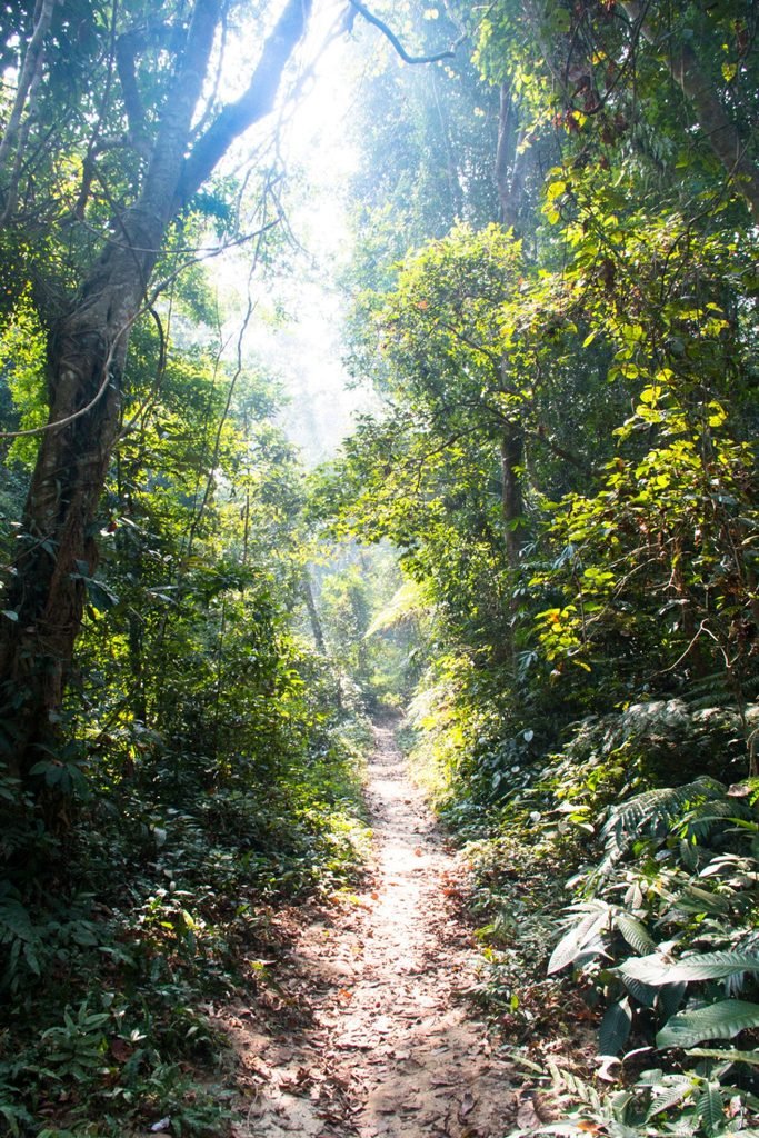Lawachara national park