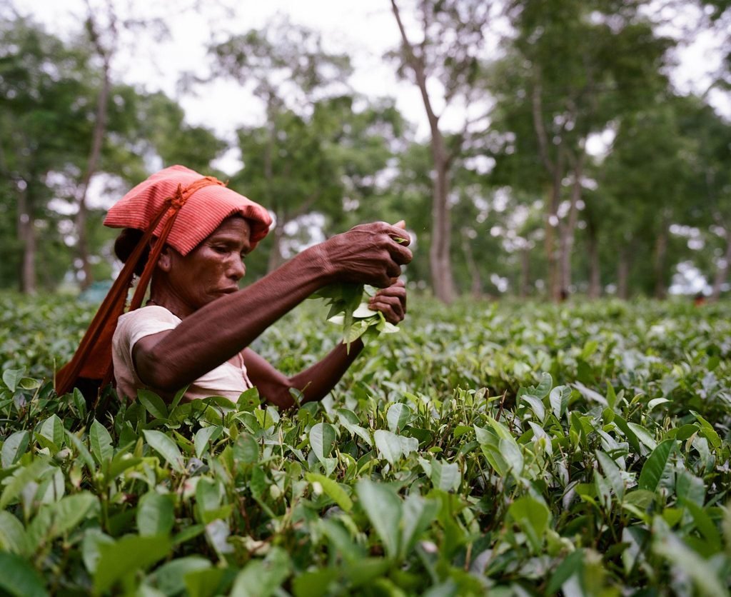 working in tea garden
