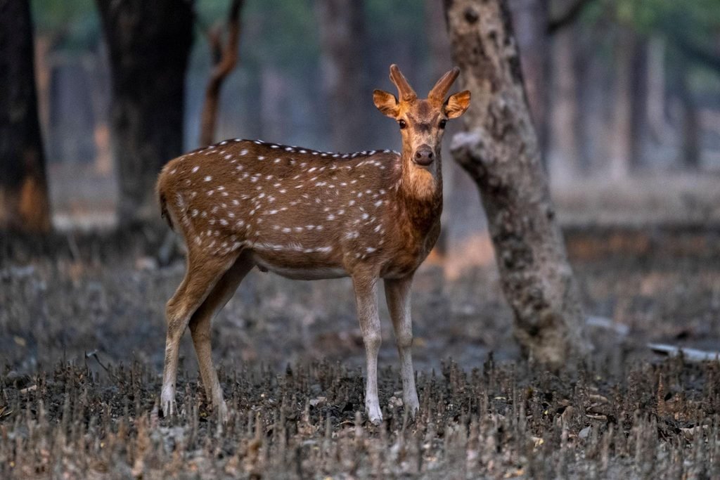 Deer in Sundarban