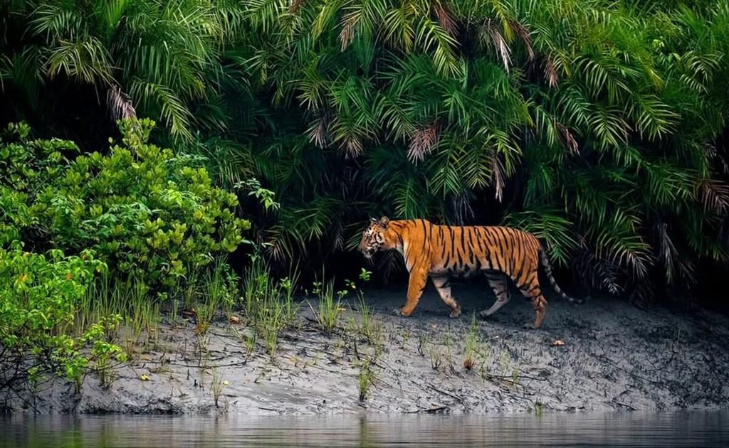 Trip to Sundarbans Bangladesh