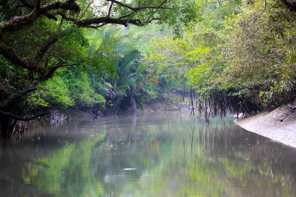 sundarban mangrove